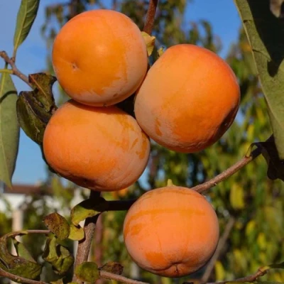 Хурма РОССИЯНКА в Владикавказе