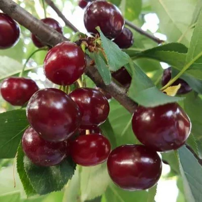 Дюк СЛАВЯНКА в Владикавказе