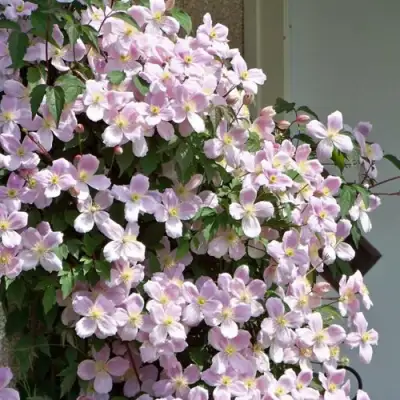 Клематис ГОРНЫЙ в Владикавказе