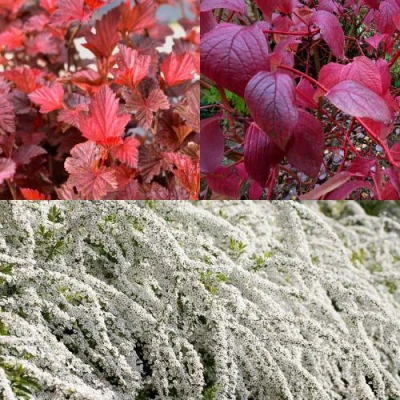Комплект ЖИВАЯ ИЗГОРОДЬ в Владикавказе