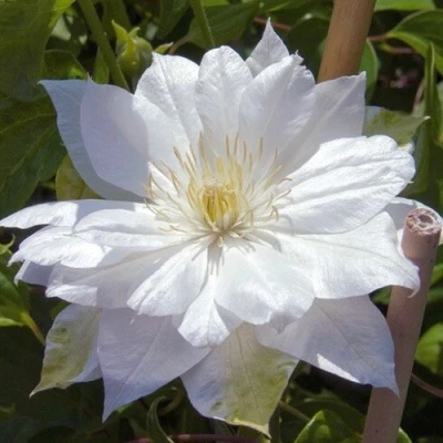 Клематис ДАЧЕСС ОФ ЭДИНБУРГ в Владикавказе