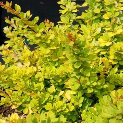 Барбарис СЕНСЕЙШЕН тунберга в Владикавказе