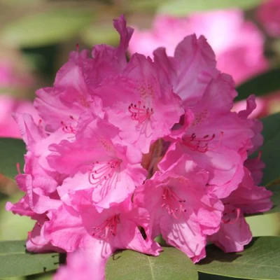 Рододендрон ЛУМИНА в Владикавказе