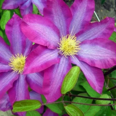 Клематис КАКИО в Владикавказе