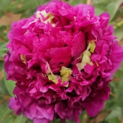 Пион ПОЛЕТ ЛАСТОЧКИ древовидный в Владикавказе