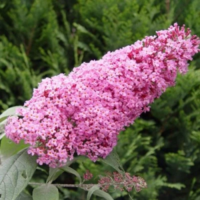 Буддлея давида ПИНК ДЕЛАЙТ в Владикавказе