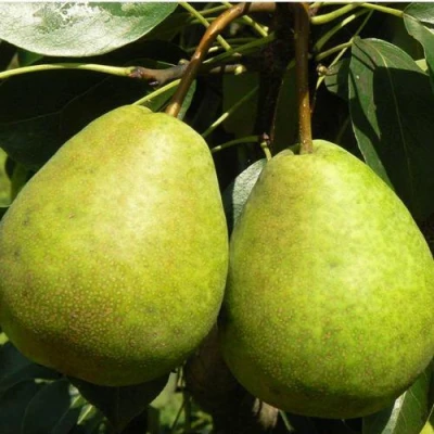 саженцы груши Лагодная