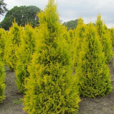 Туя САНКИСТ западная в Владикавказе