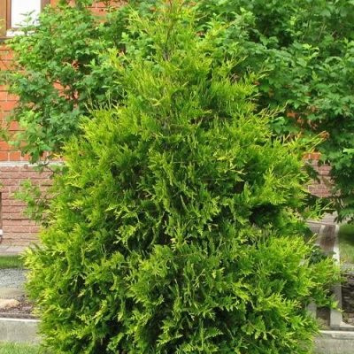 Туя АНЯ (АНИЕ) западная в Владикавказе