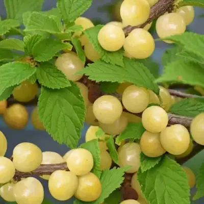 Вишня СНЕВИТ войлочная в Владикавказе