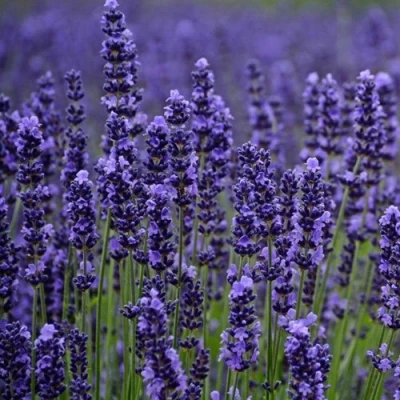 Лаванда МАНСТЕД узколистная в Владикавказе