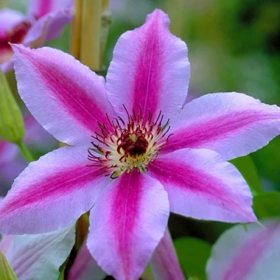 Клематис НЕЛЛИ МОЗЕР в Владикавказе