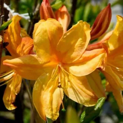 Азалия ГОЛДЕН ЛАЙТС листопадная в Владикавказе