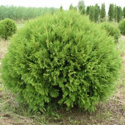 Туя ГЛОБОЗА западная в Владикавказе