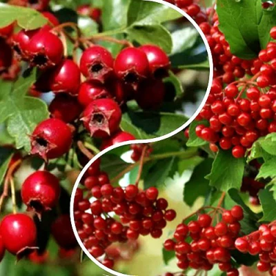 Комплект БУДЬ ЗДОРОВ в Владикавказе