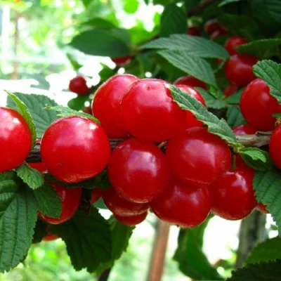 Вишня СКАЗКА войлочная в Владикавказе