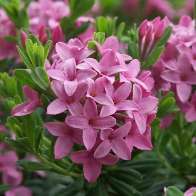 Волчеягодник КОЛЛИНА ГАРАЛЕНС в Владикавказе