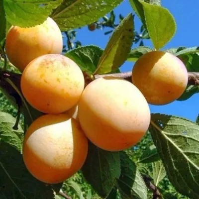 Слива ВАШИНГТОН в Владикавказе