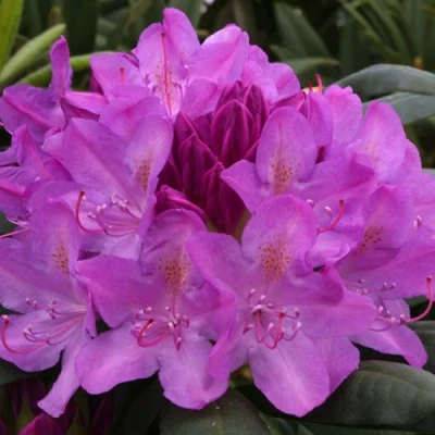 Рододендрон РОЗЕУМ ЭЛЕГАНС в Владикавказе