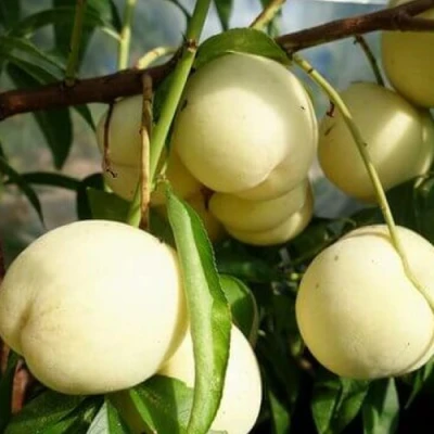 Персик АЙС ПИЧ в Владикавказе