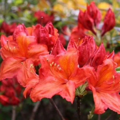 Азалия ЛИЛИНШТЕЙН японская в Владикавказе