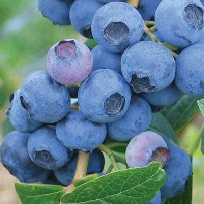 Голубика ЭРЛИБЛЮ в Владикавказе