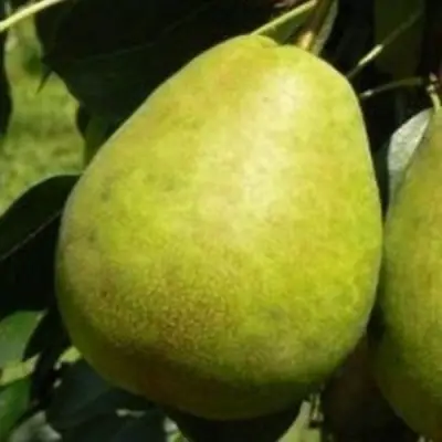 Груша ЛАГОДНАЯ в Владикавказе