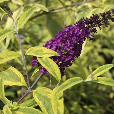 Буддлея давида САНТАНА  в Владикавказе