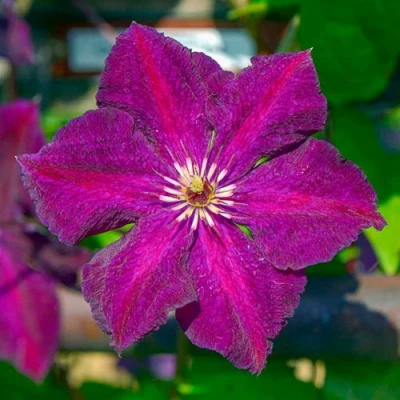 Клематис ГРЮНВАЛЬД в Владикавказе