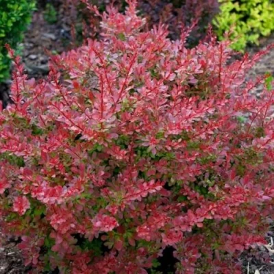 Барбарис ГОЛДЕН РИНГ тунберга в Владикавказе