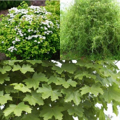 Комплект ЗЕЛЕНЫЙ ОАЗИС в Владикавказе