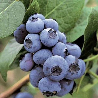 Голубика ПАТРИОТ в Владикавказе