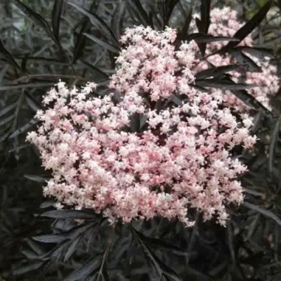 Бузина черная БЛЭК ЛЕЙС ЕВА в Владикавказе