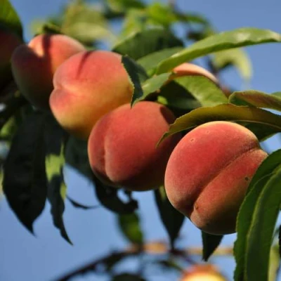 Персик ДАЧНЫЙ в Владикавказе