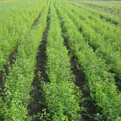 Подвой сливы ДИКАЯ АЛЫЧА в Владикавказе