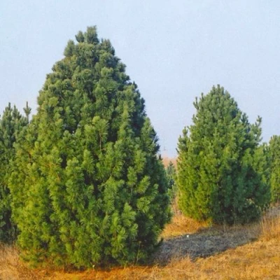 Сосна черная ПИРАМИДАЛИС в Владикавказе