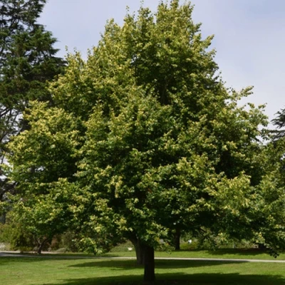 Липа сердцевидная в Владикавказе