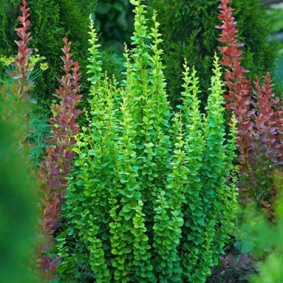 Барбарис ЭРЕКТА тунберга в Владикавказе