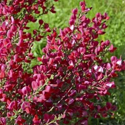 Ракитник БОСКОП РУБИ  в Владикавказе