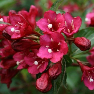 Вейгела ЕВА РАТКЕ в Владикавказе