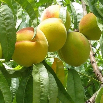 Персик СЕЯНЕЦ СТАРКА в Владикавказе