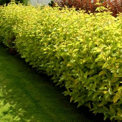 Комплект ДАРТС ГОЛД в Владикавказе