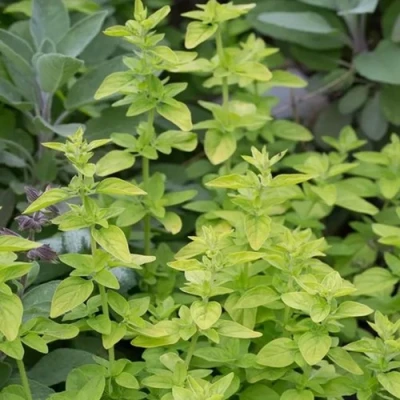 Душица ТАМБЛС ВАРИЕТИ обыкновенная в Владикавказе