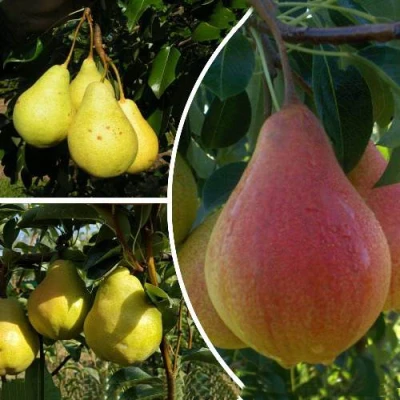 Комплект ТРИ ГРАЦИИ в Владикавказе