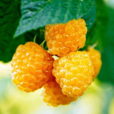 Малина МЕДОВАЯ в Владикавказе