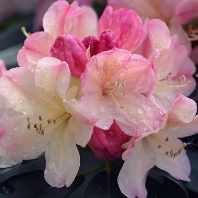 Рододендрон ПЕРСИ ВАЙСМАН в Владикавказе