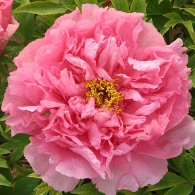 Пион СЕРЕБРИСТЫЙ РУЧЕЙ древовидный в Владикавказе