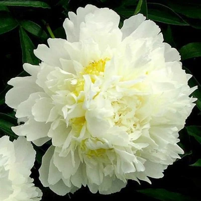 Пион ЗОЛОТОЙ ОРЕОЛ травянистый в Владикавказе