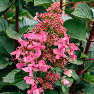 гортензия Инфинити