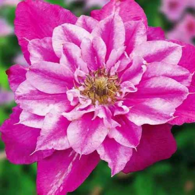 Клематис МАЙ ДАРЛИНГ  в Владикавказе